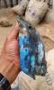 Labradorite multicolore