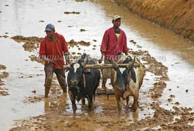 ambositra riziere labour2