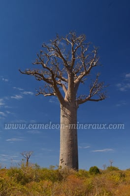 baobab