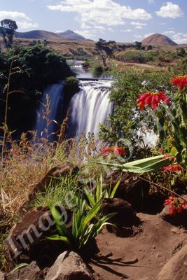 chute de la lily