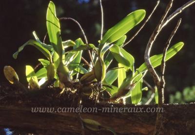 diego montagne d'ambre orchidée épiphyte