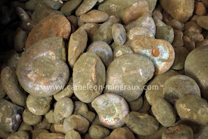 Ammonites nacrées brutes
