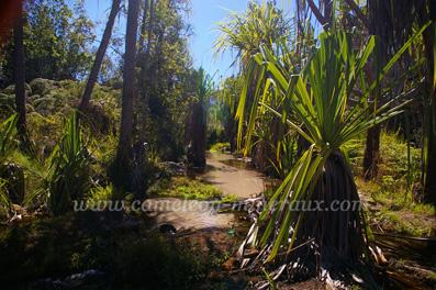 isalo piscine naturelle avec pandanus