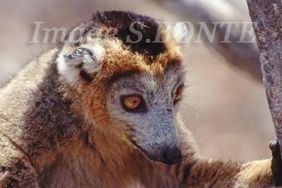 lemur fulvus