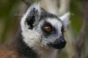 lemurien maki catta1