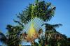 palmier ravenala symbole de Madagascar