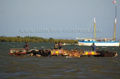 tulear port et charettes a zebu