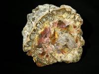 bois-fossile-madagascar-1.jpg